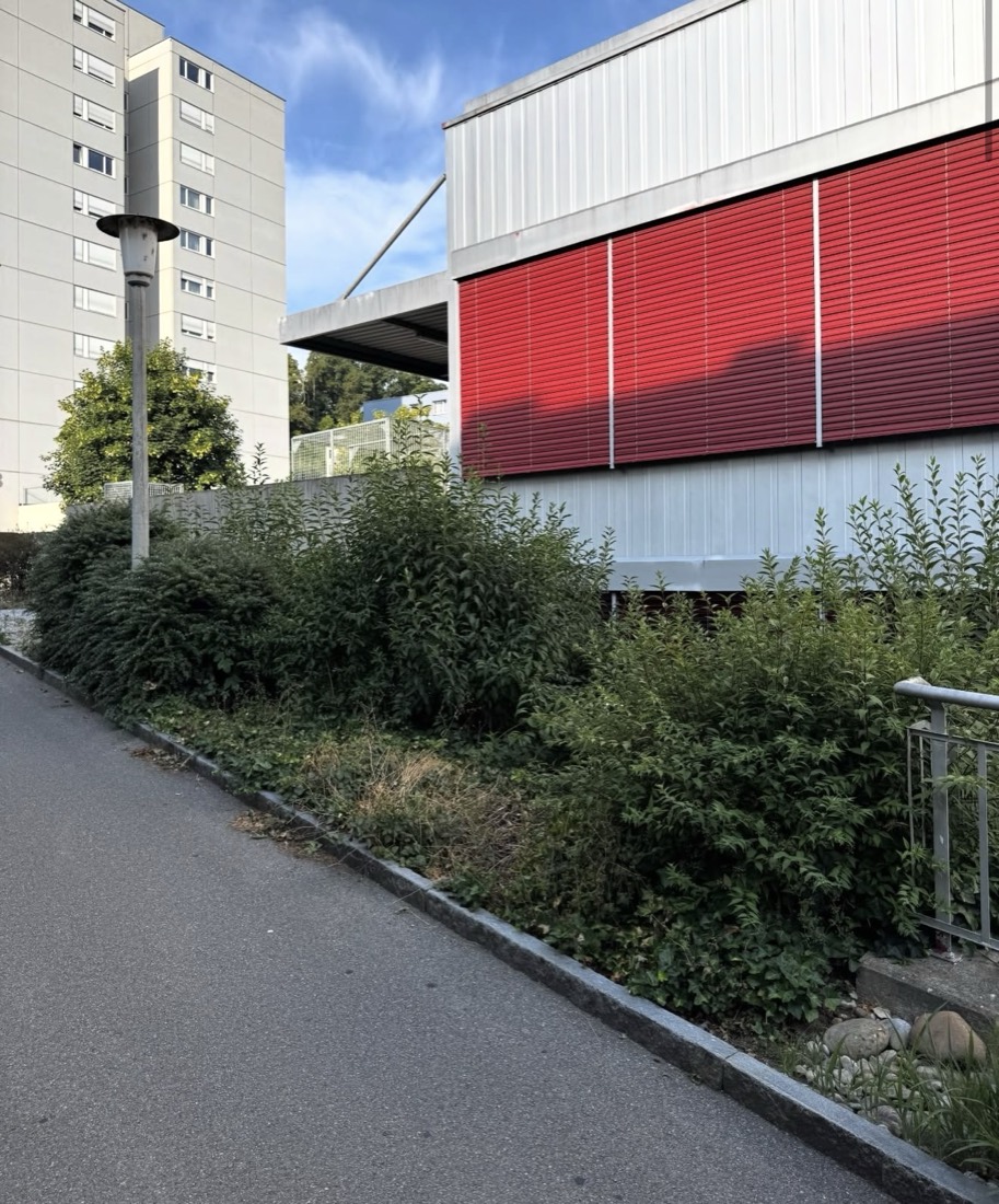 Zugewucherte Rabatte vor dem Gartenunterhalt-Einsatz