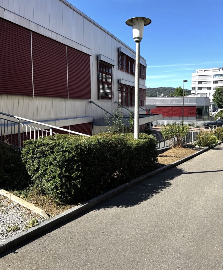 Sauber geschnittene Hecke nach dem Heckenschnitt