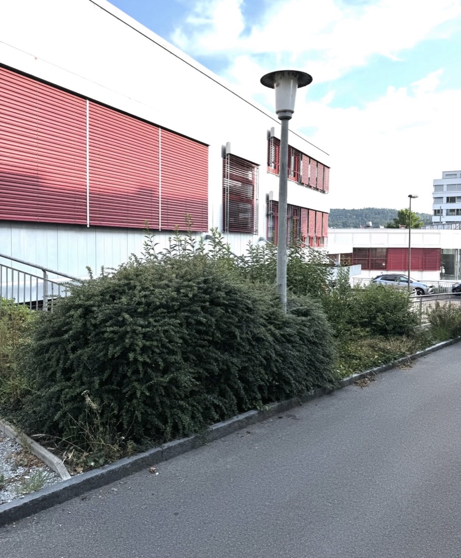 Überwucherte Hecke vor dem Heckenschnitt