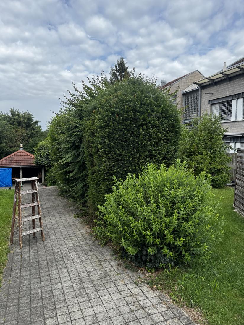 Überwucherte Eibenhecke am Gartenweg vor dem Rückschnitt