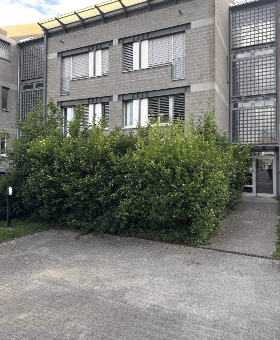 Überwucherte Hecke vor dem Hauseingang vor dem Heckenschnitt