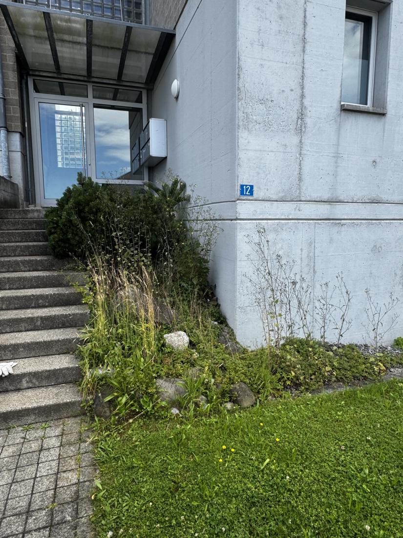 Zugewucherte Rabatte an der Hauseingangstreppe vor der Pflege